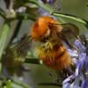 300631 – Photo : Liliane Delattre – France (30)